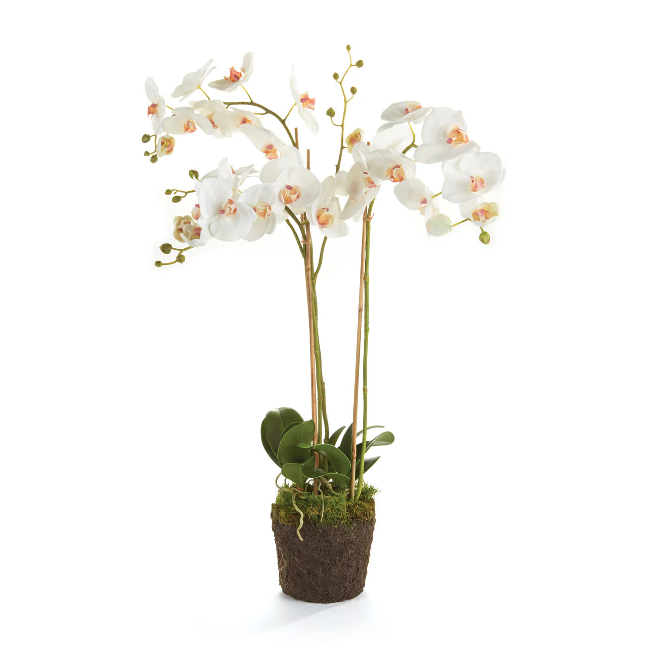 PHALAENOPSIS ORCHID DROP-IN 31" White