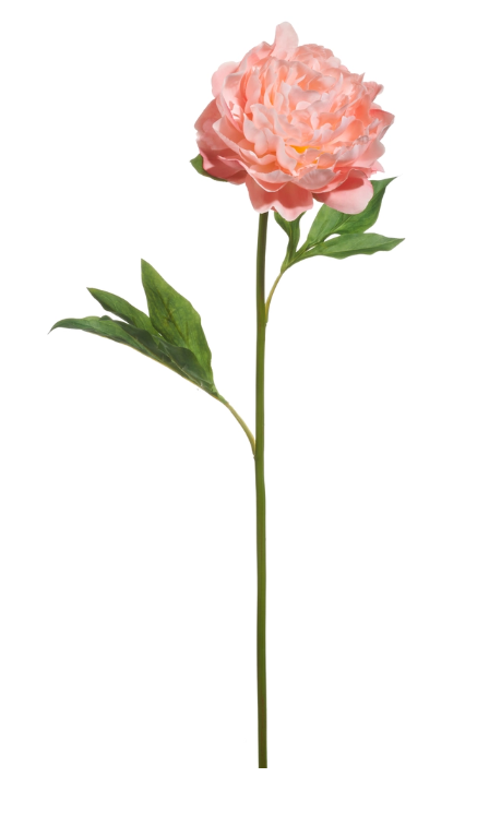 28" Pink Single Peony Stem